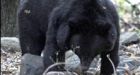 Bear kills militants in Kashmir