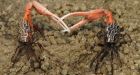 Female crabs trade sex for protection