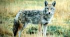 2 more coyotes killed in Cape Breton park