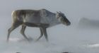Scientists say caribou is the new cod as supply dwindles