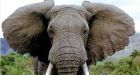 Oklahoma couple nearly slams into wayward elephant on way home from church