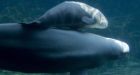 Canadians asked to name baby beluga