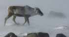 Estimates of declining caribou a hoax, claims outfitter