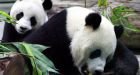 China sends panda expert to Taiwan for breeding advice