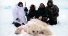 The bear facts about the polar bear hunt