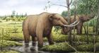 Dung helps reveal why mammoths died out