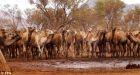 Australian state to shoot 6,000 camels that swarmed town