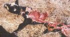 Bizarre calf mutilations found on U.S. ranch