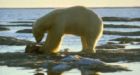 Hungry polar bears eat young due to shrinking sea ice