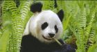 Pandas 'chirp' to get pregnant