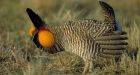 Prairie-chicken wiped out in Canada