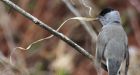 Feeding birds can affect evolution: study