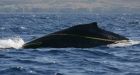 Crew works to free whale trapped in Hawaii