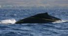 Young whale freed from entangling rope