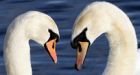 Jet-setting swan takes off for blind date