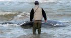 Pod of sperm whales stranded on Italian shore
