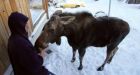 Moose, calf at home in Shady Nook