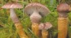 Rare mushroom found in Saanich