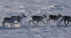 Traditional hunters vow to ignore caribou ban