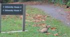 New strategy for rounding up rabbits on University of Victoria grounds