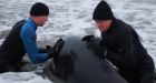 Rescuers try to free beached pilot whales