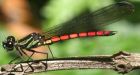 Biodiversity loss is 'wake-up call', warns UN