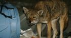Ottawa coyote hunting contest defended
