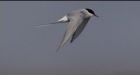 Arctic tern's epic journey mapped