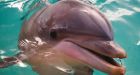 Dolphins: Second-smartest animals?