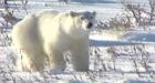 Canada bans Baffin Bay polar bear exports
