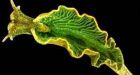 Leaf-like sea slug feeds on light