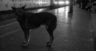 Stray dogs in Moscow evolve greater intelligence