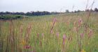 Tall-grass prairie faces extinction, says study
