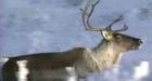 Dene taking N.W.T. caribou hunting ban to court