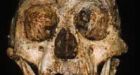 'Hobbit' species evolved with small skull: researchers