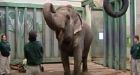 PETA sues Edmonton over elephant