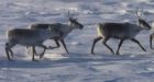 Mine threatens caribou: First Nation