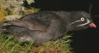 Auklets and penguins: birds use feathers 'to touch'