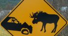 Grassroots group calls for moose-hunt hotline