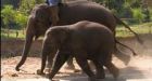 Do speedy elephants walk or run?