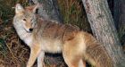 Woman battles coyote, saves puppy