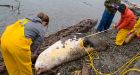 Six seals shot dead wash ashore in Puget Sound