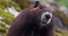 Alliance calls for better marmot habitat protection