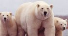 Ancient DNA tells polar bears' story