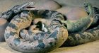 Snake dined on baby dinos, fossils show