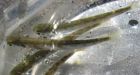 Dead fish found in Metro Vancouver creek