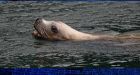 Starving sea lion pups wash up on Calif. beaches
