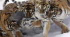 Local Chinese gov't funds zoo after tiger deaths