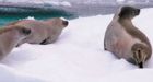 Seal quota hike may be meaningless: sealer