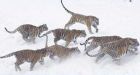UN Agency: Tiger on verge of extinction